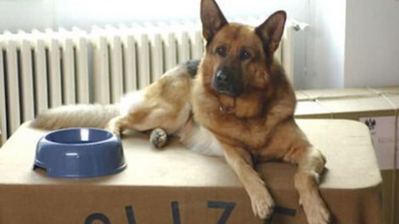 Azit the Paratrooper Dog